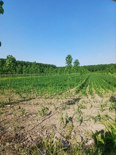 BEDİLTAHİRBEY'DE FIRSAAT TARLA! PEYZAJ VE TARIMA UYGUN — fotoğraf 8