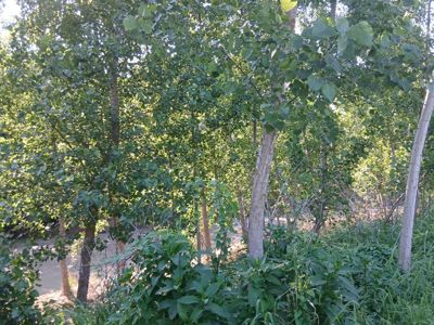 BEDİLTAHİRBEY'DE FIRSAAT TARLA! PEYZAJ VE TARIMA UYGUN — fotoğraf 28