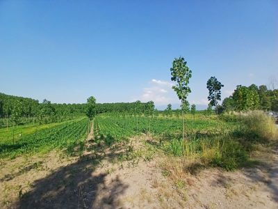 BEDİLTAHİRBEY'DE FIRSAAT TARLA! PEYZAJ VE TARIMA UYGUN — fotoğraf 25