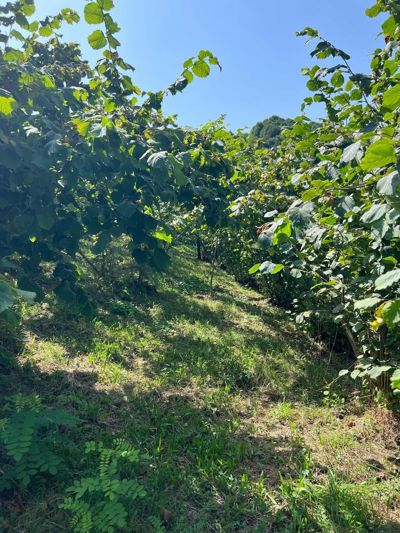 KUZULUKTA RESMİ YOLU AÇIK / PANORAMİK MANZARALI 5.440 M2 BAHÇE — fotoğraf 2